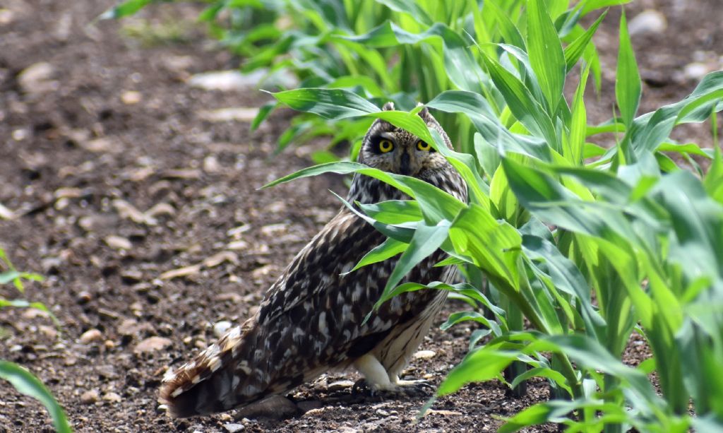 Gufo di palude (Asio flammeus) ?    S !